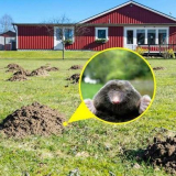 Как да се отървете от белите: вреда и полза от мола. Отзиви за най-ефективните начини за освобождение + 100 снимки отзиви